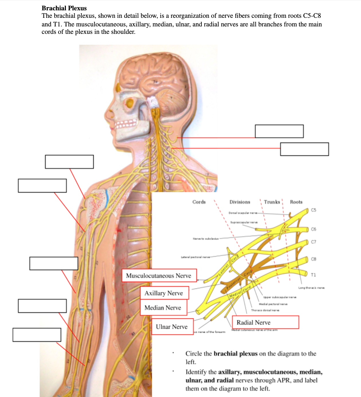 brachial plexus anatomy model