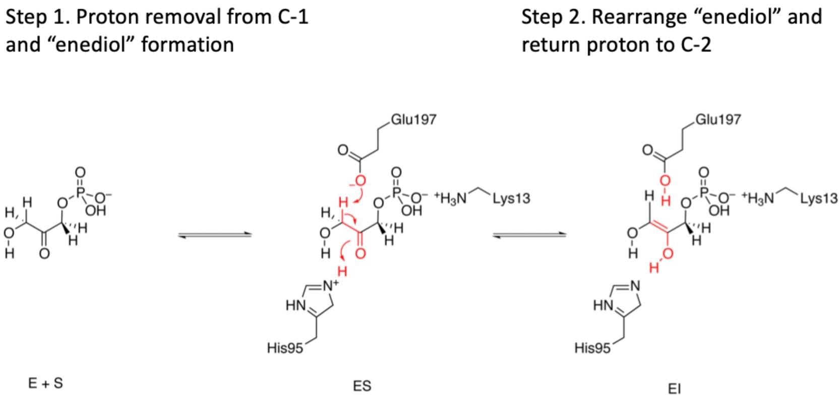 Solved Could the activity of any of the TIM active site | Chegg.com