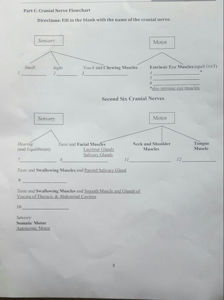 Solved Part C Cranial Nerve Flowchart Directions Fill in  Chegg.com