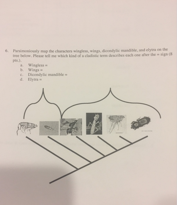 Solved Parsimoniously map the characters wingless, wings, | Chegg.com