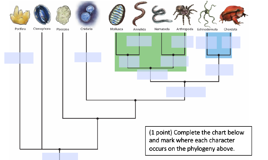 solved-s-sear-porifera-ctenophora-placozoa-cnidaria-mollusca-chegg