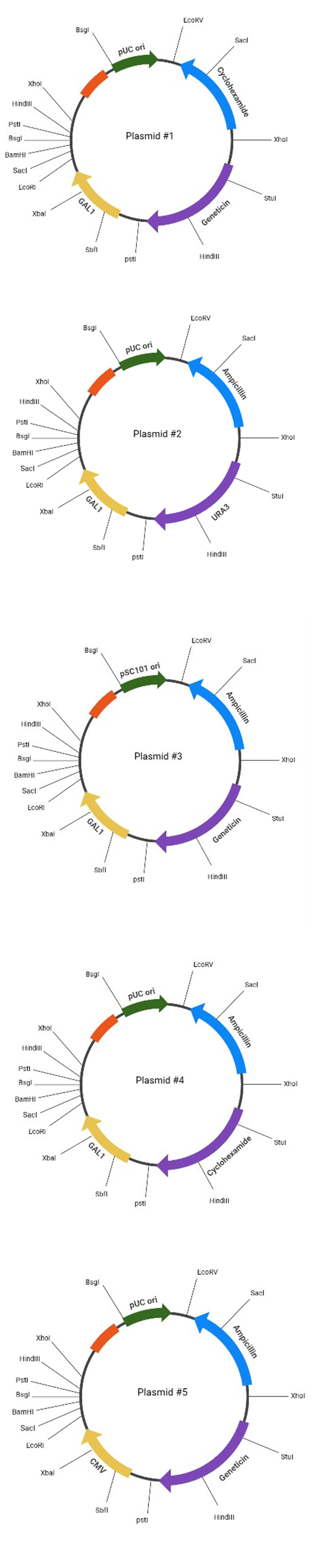 Solved 1. ﻿You have five different plasmid vectors available