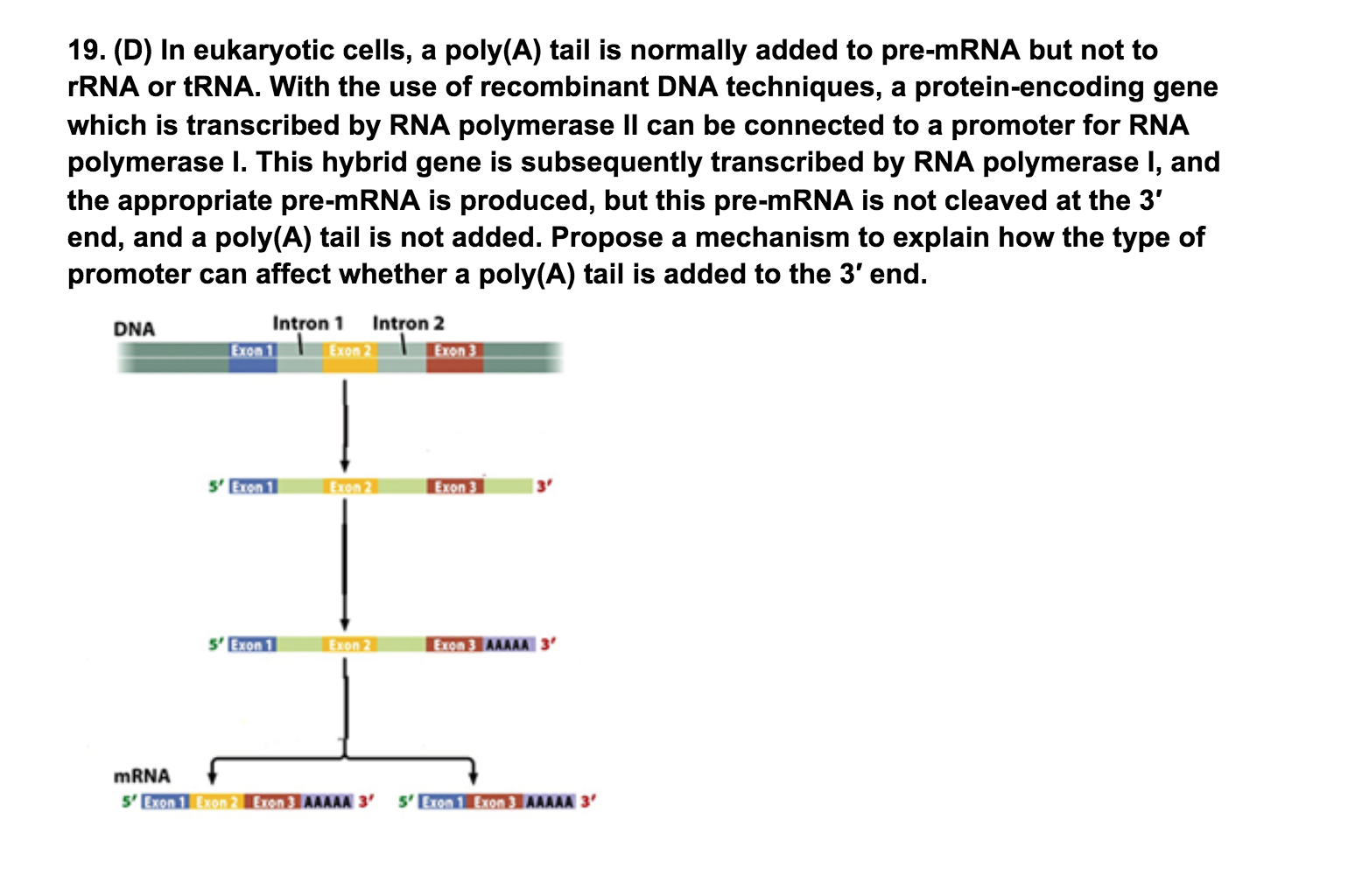 19. (D) In eukaryotic cells, a poly(A) tail is | Chegg.com