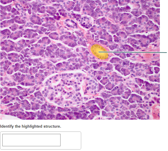 Solved PAL: Histology &gt; Digestive System &gt; Lab Practical | Chegg.com