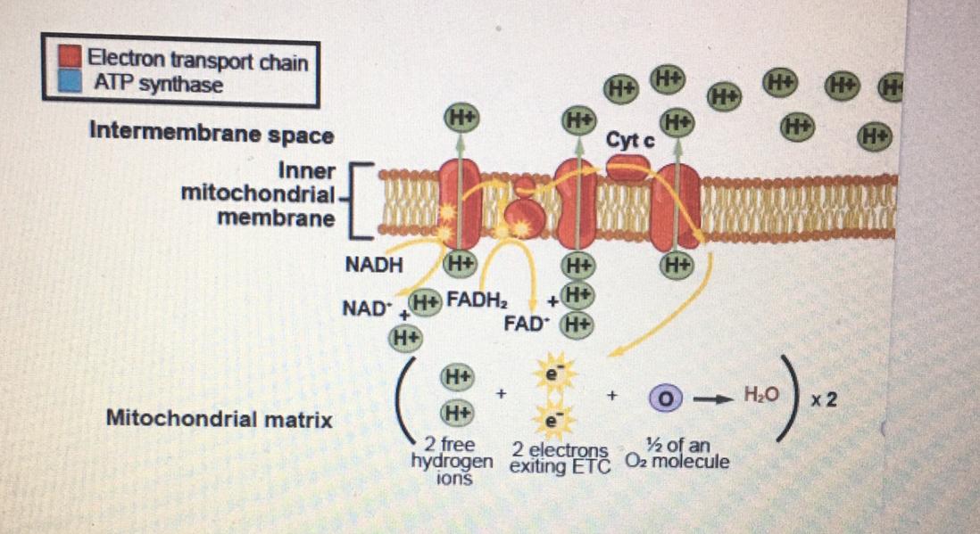 electron transport chain diagram cellular respiration