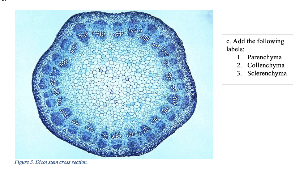 Solved 1. Label each of the following micrographs with the | Chegg.com