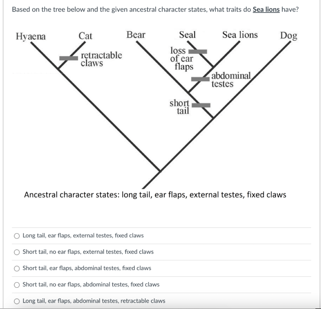 [Solved]: In a flatfish or flounder, the fish develops to