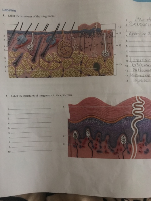 Solved Labeling 1. Label the structures of the integument. | Chegg.com