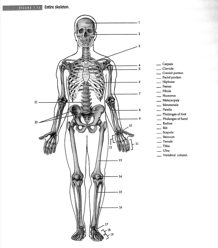 Solved Entire skeleton. | Chegg.com