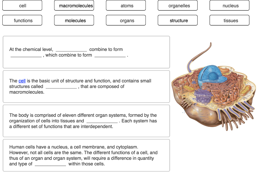 Solved: Cell Macromolecules Atoms Organelles Nucleus Funct... | Chegg.com