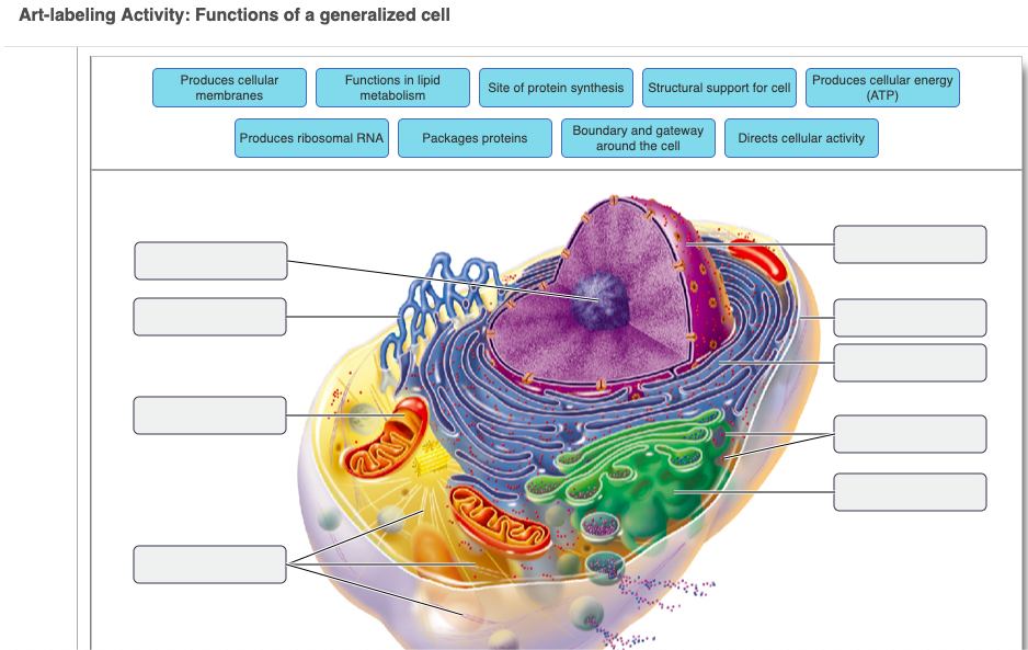 structure of a generalized cell