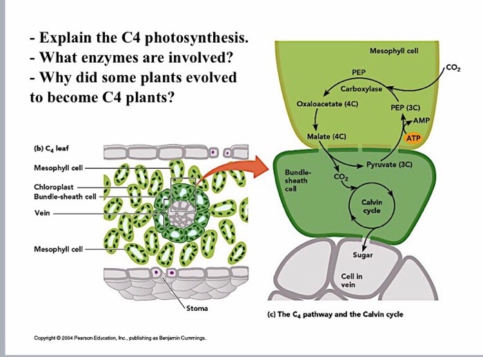 Solved In Contrast To C3 Plants, Both C4 And Cam Plants A. 