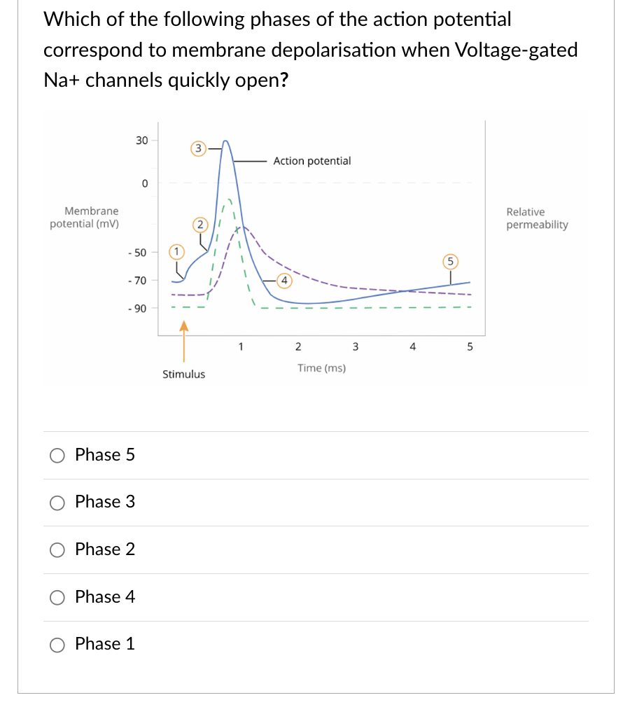Solved Which of the following phases of the action potential | Chegg.com