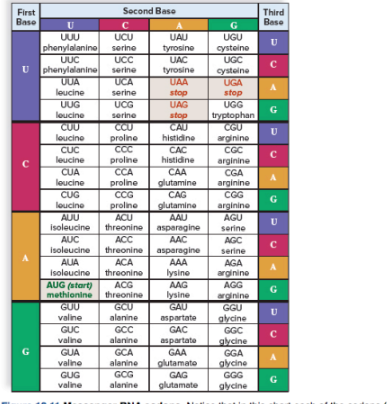 Solved 40) If the sequence of the bases in the coding strand | Chegg.com