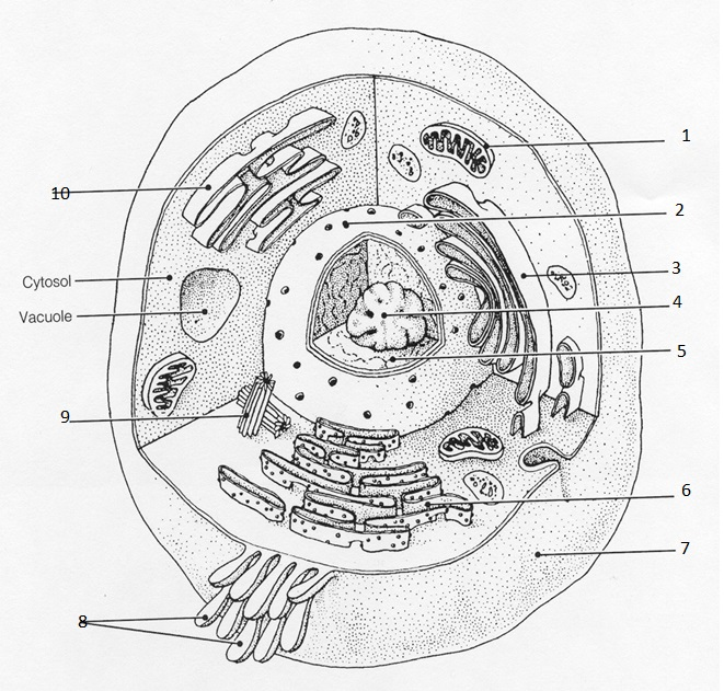 Solved Membrane Bound Organelles: Nucleus, Nuclear | Chegg.com