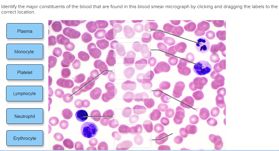 Parts Of A Blood Smear