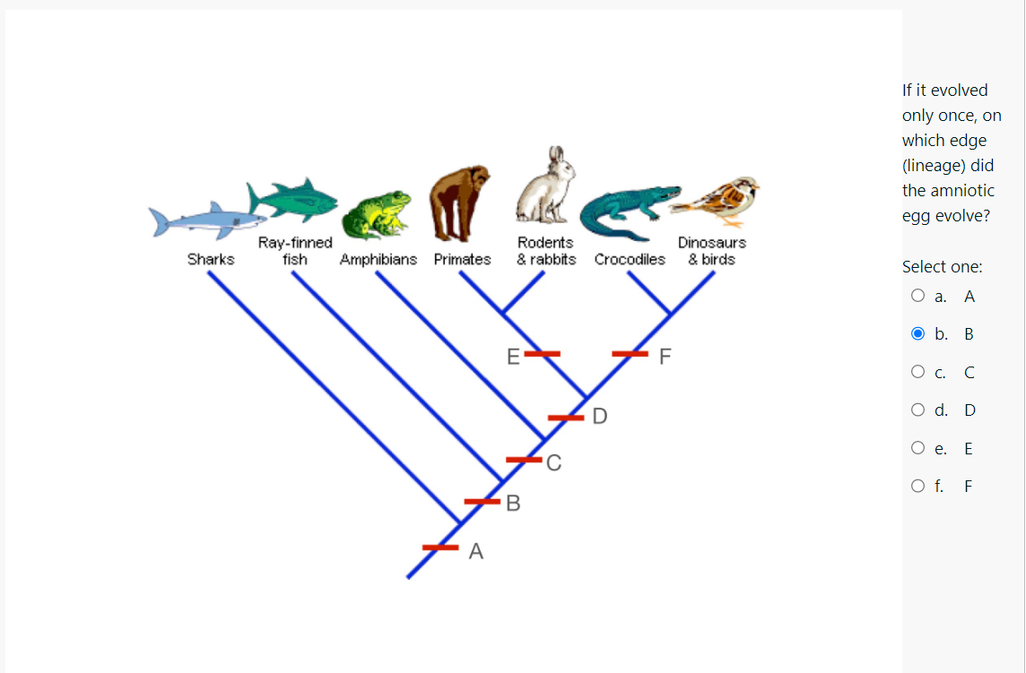 Solved if it evolved only once, on which edge (lineage) did | Chegg.com