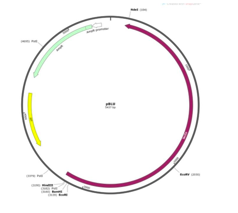 Solved You clone ermA (erythromycin resistance gene) into | Chegg.com