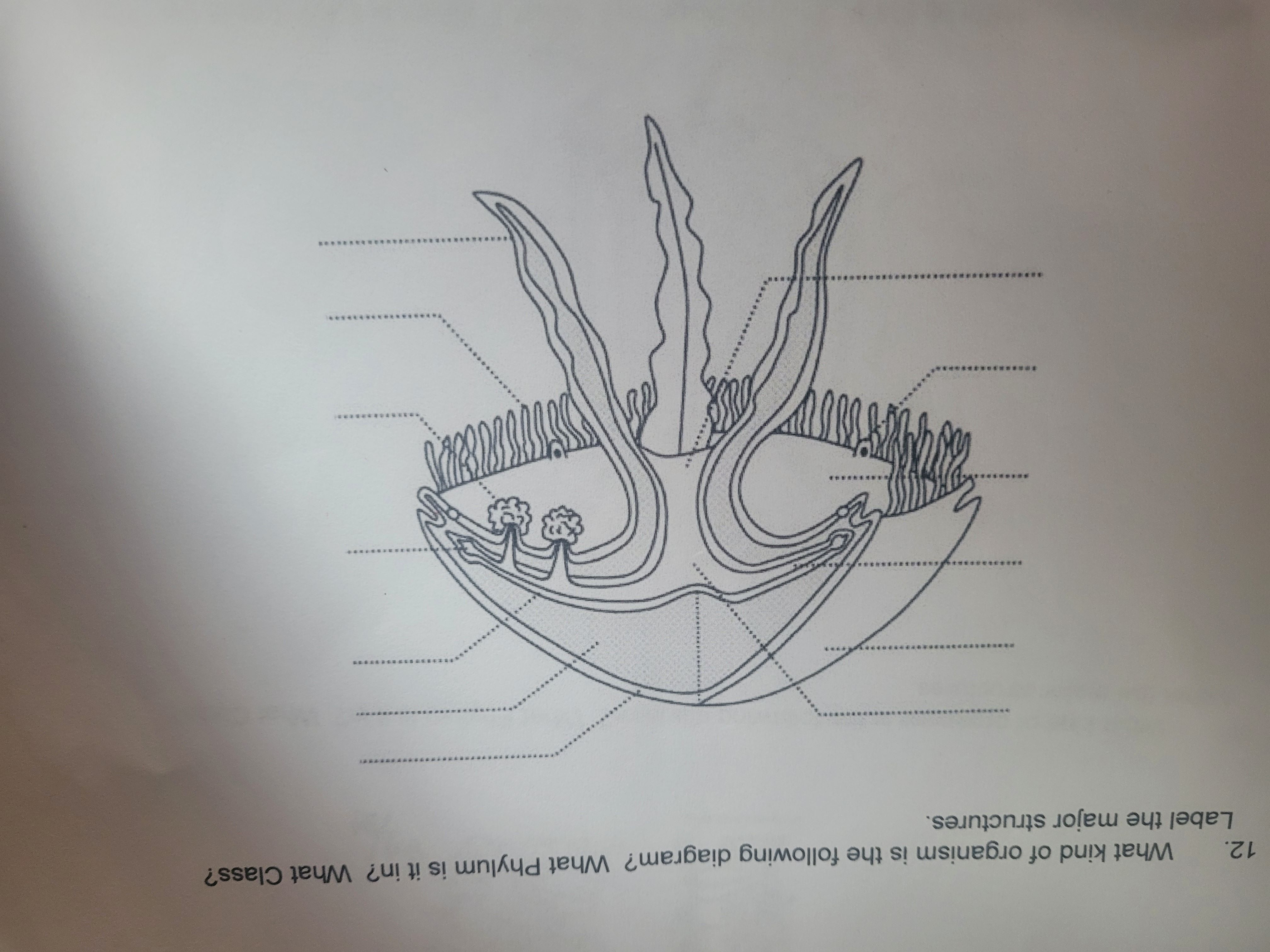 Solved What kind of organism is the following diagram? What | Chegg.com