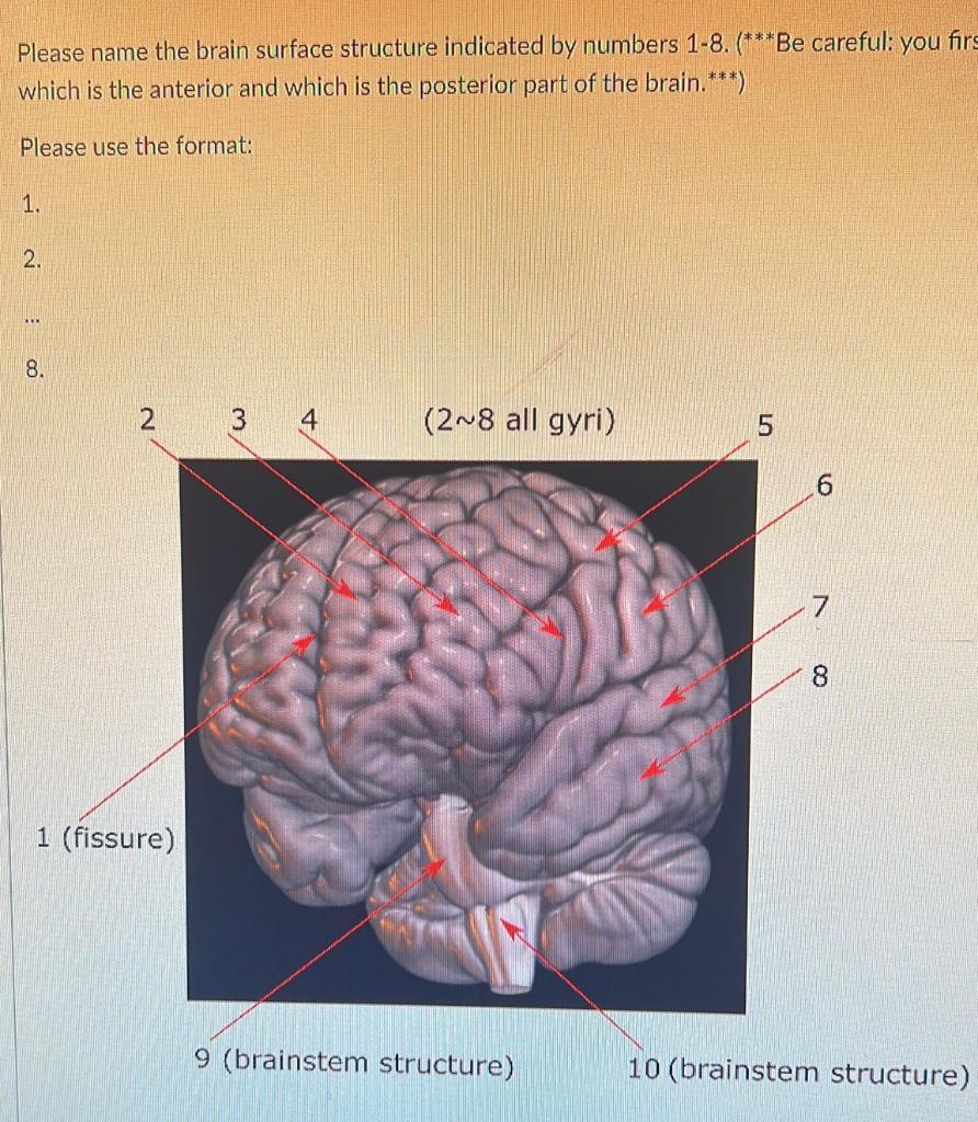 Solved Please name the brain surface structure indicated by | Chegg.com