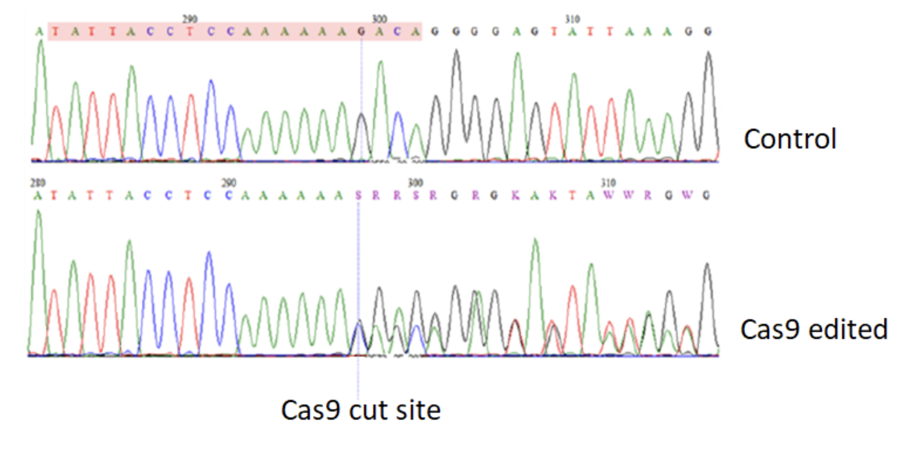 Solved What type of mutations have occurred in the Cas9 | Chegg.com