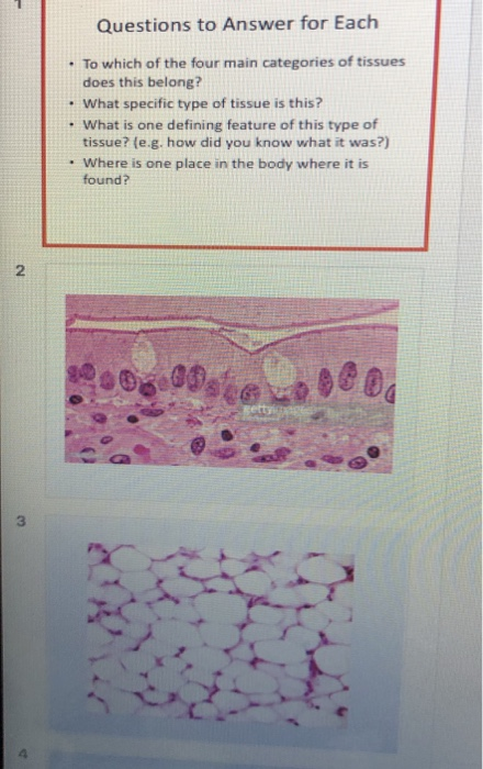 Solved Questions to Answer for Each : To which of the four | Chegg.com