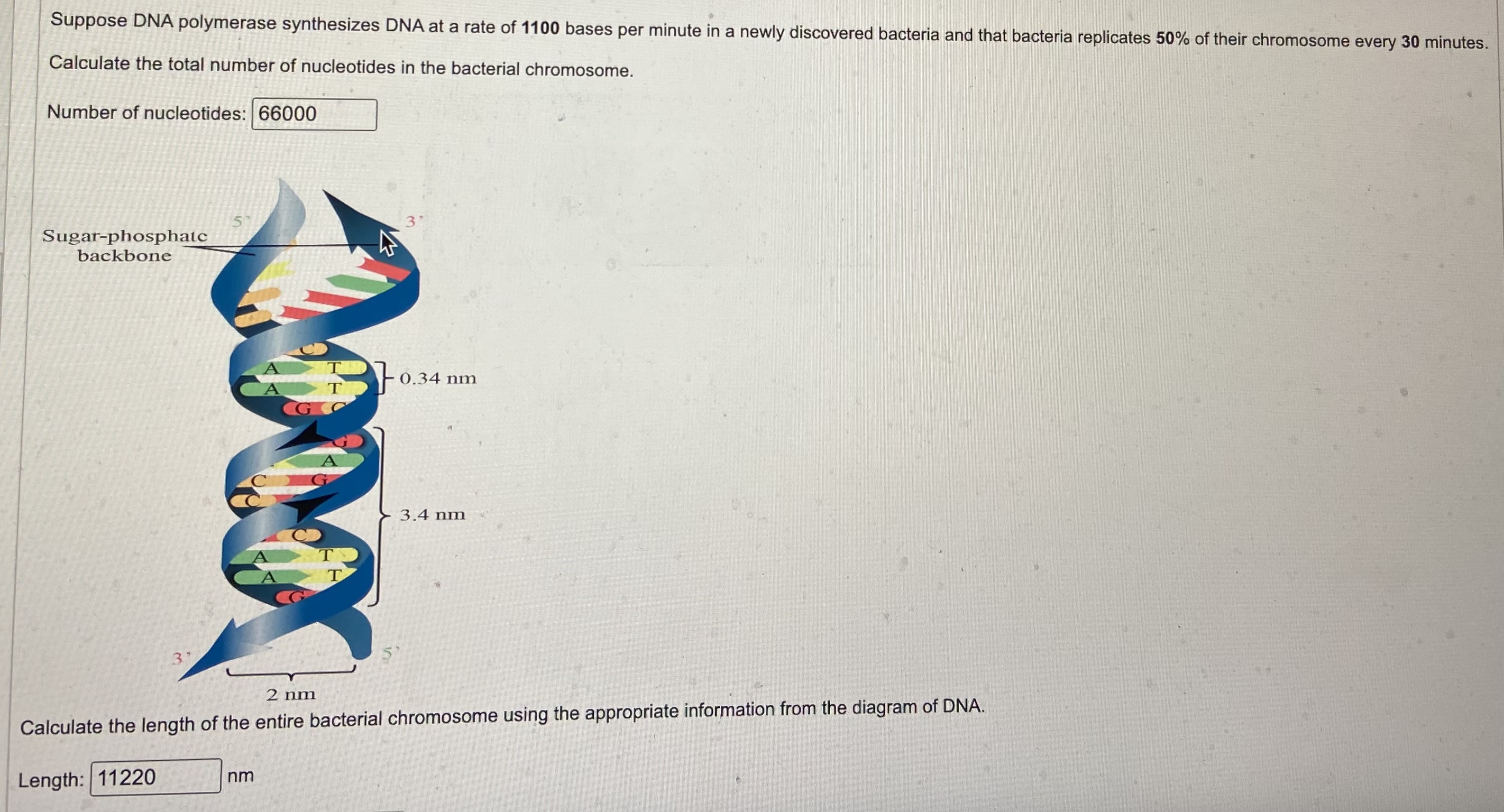 Solved Suppose DNA polymerase synthesizes DNA at a rate of | Chegg.com 