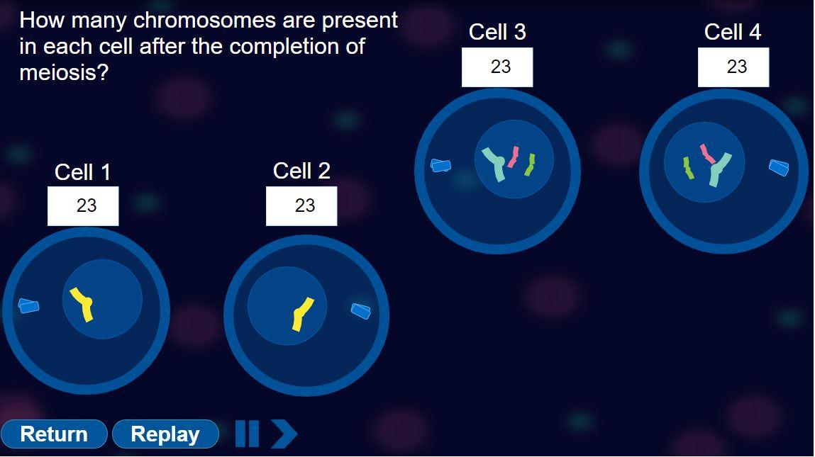 How many chromosomes are present in each cell after the completion of meiosis?
\begin{tabular}{|c|c|}
\hline Cell 3 & Cell 4 