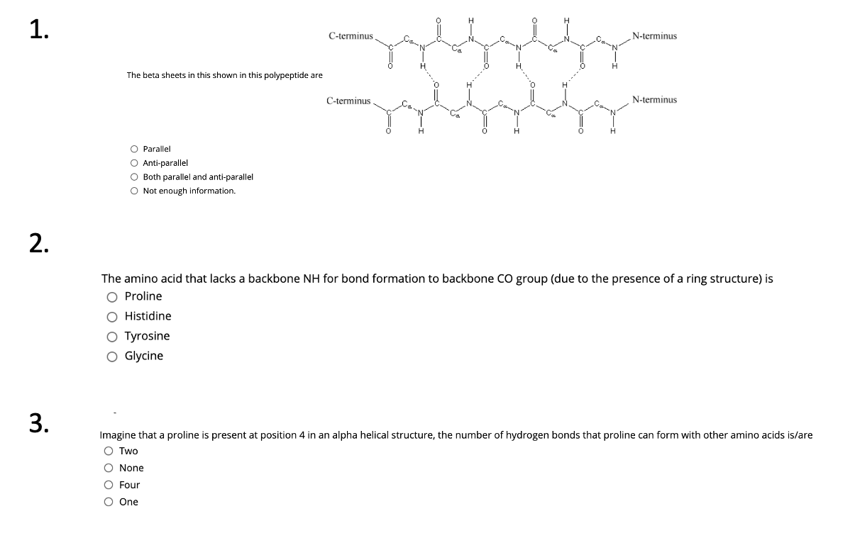 Solved 1 C Terminus N Terminus The Beta Sheets In This S Chegg Com