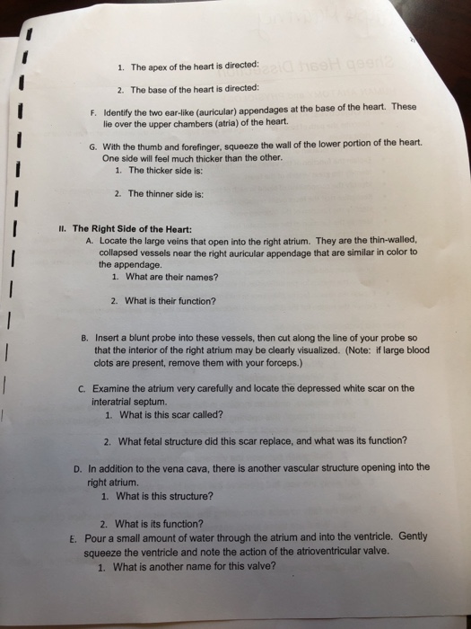Solved Sheep Heart Dissection HUMAN ANA TOMY and PHYSIOLOGY