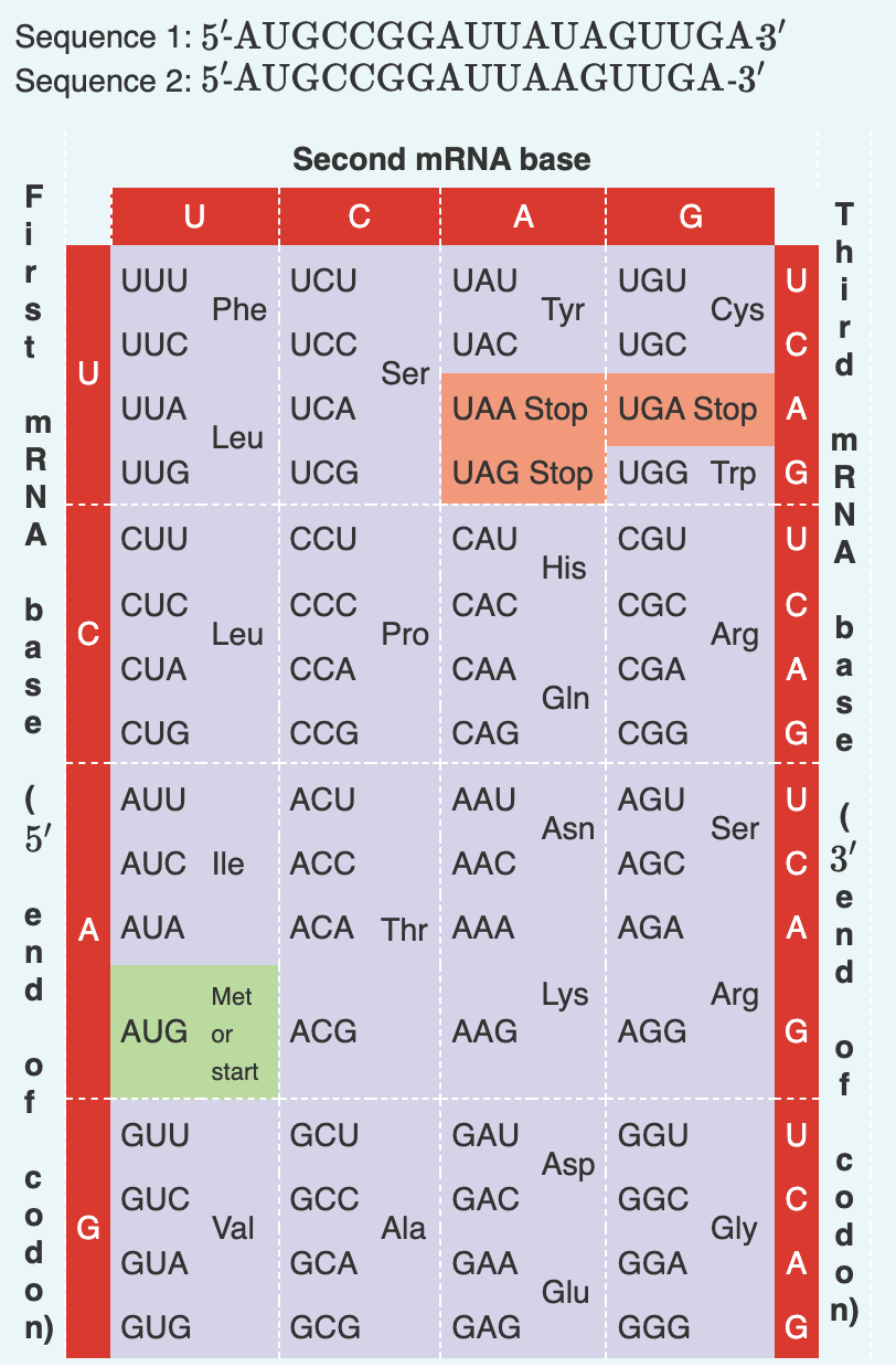 Solved Use the table below to predict the amino acid | Chegg.com