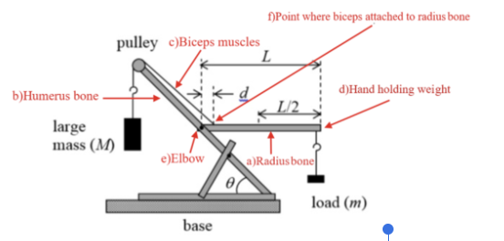 Solved f)Point where biceps attached to radius bone pulley | Chegg.com