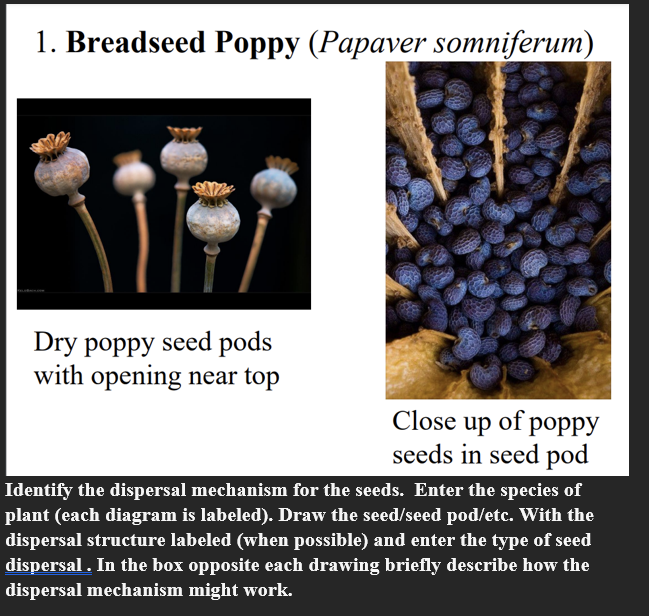 Solved 1. Breadseed Poppy (Papaver somniferum) Dry poppy