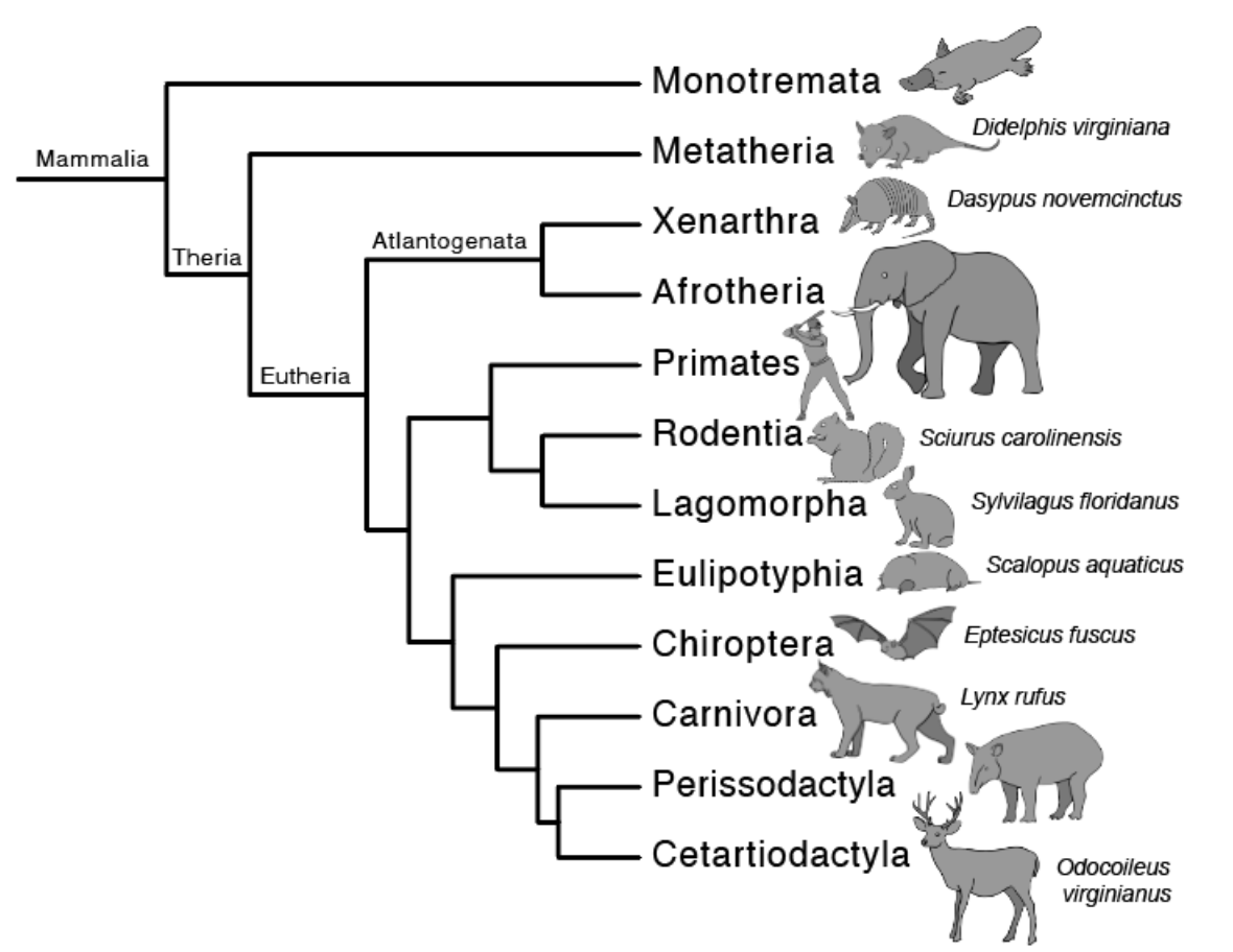 Monotremata Didelphis virginiana Mammalia Metatheria | Chegg.com