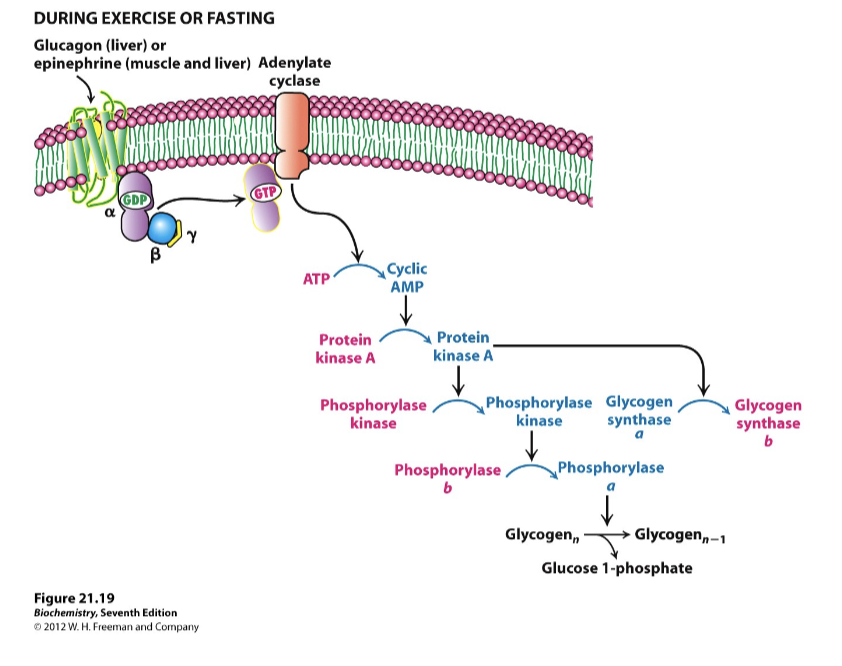 question-video-identifying-the-action-of-adrenaline-in-the-body-nagwa