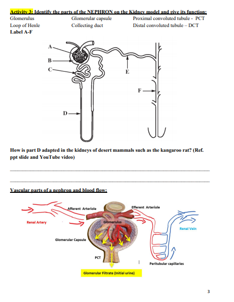 nephron parts