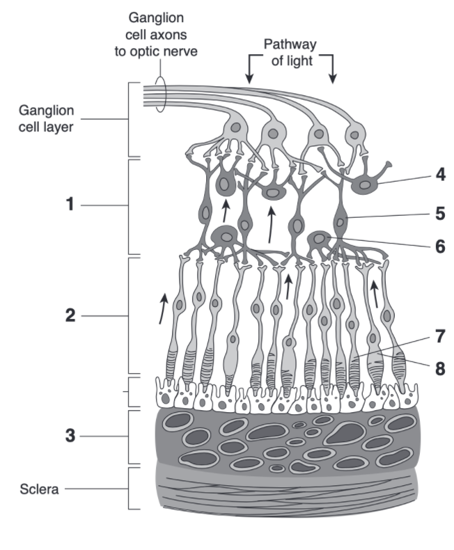 Solved Ganglion cell axons to optic nerve Pathway of light | Chegg.com