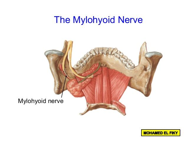 mylohyoid nerve block