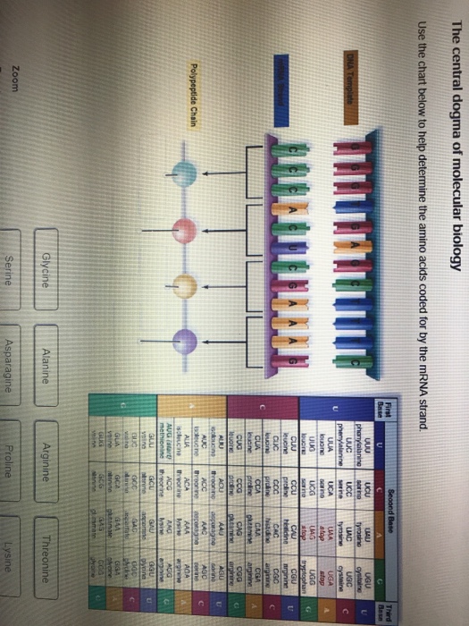 Solved The Central Dogma Of Molecular Biology Use The Chart | Chegg.com