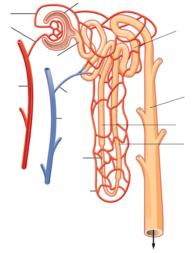 peritubular capillaries diagram