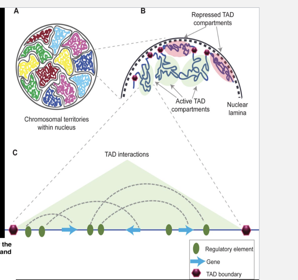 Solved GENETICS QUESTION 1. Look at the 2 photos below and | Chegg.com