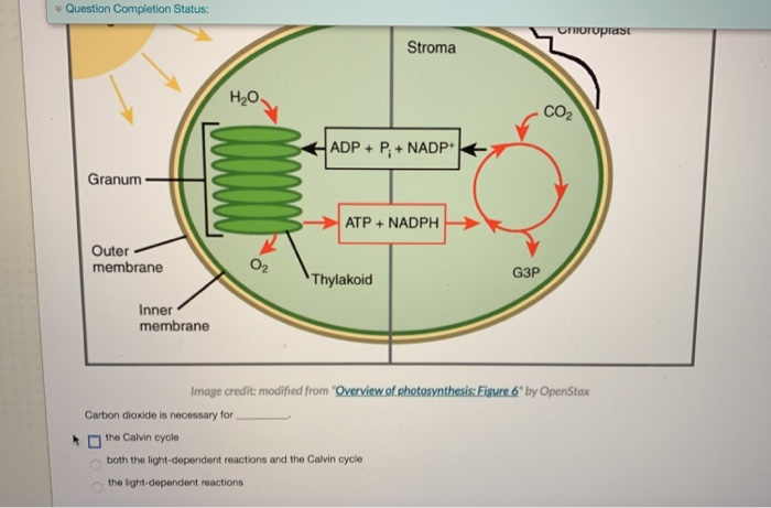 Solved Light-dependent Reactions The Calvin Cycle Light | Chegg.com