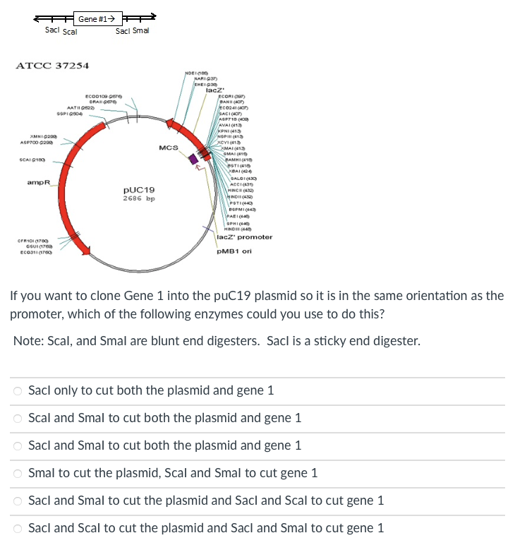 Solved If you want to clone Gene 1 into the puC19 plasmid so | Chegg.com