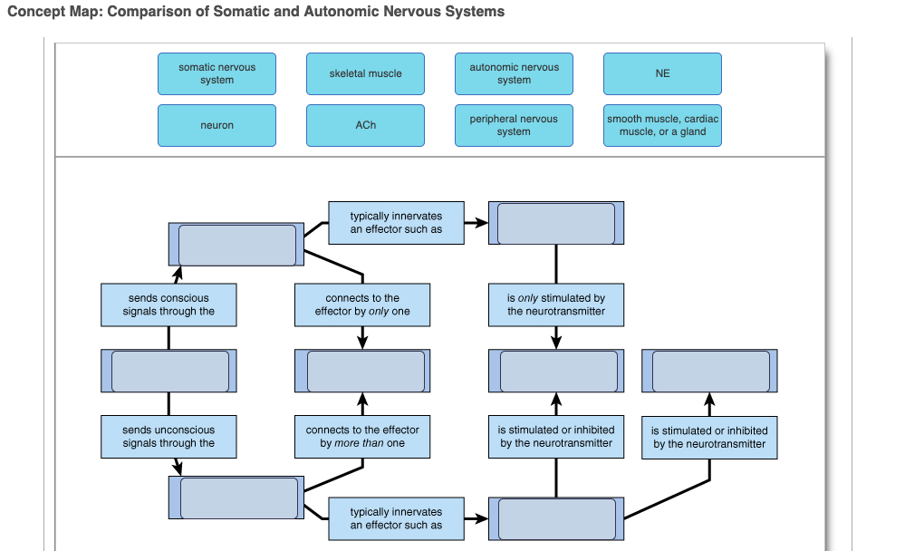 somatic nervous system neurotransmitter