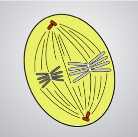 Solved 1. The following is an image of a eukaryotic cell | Chegg.com