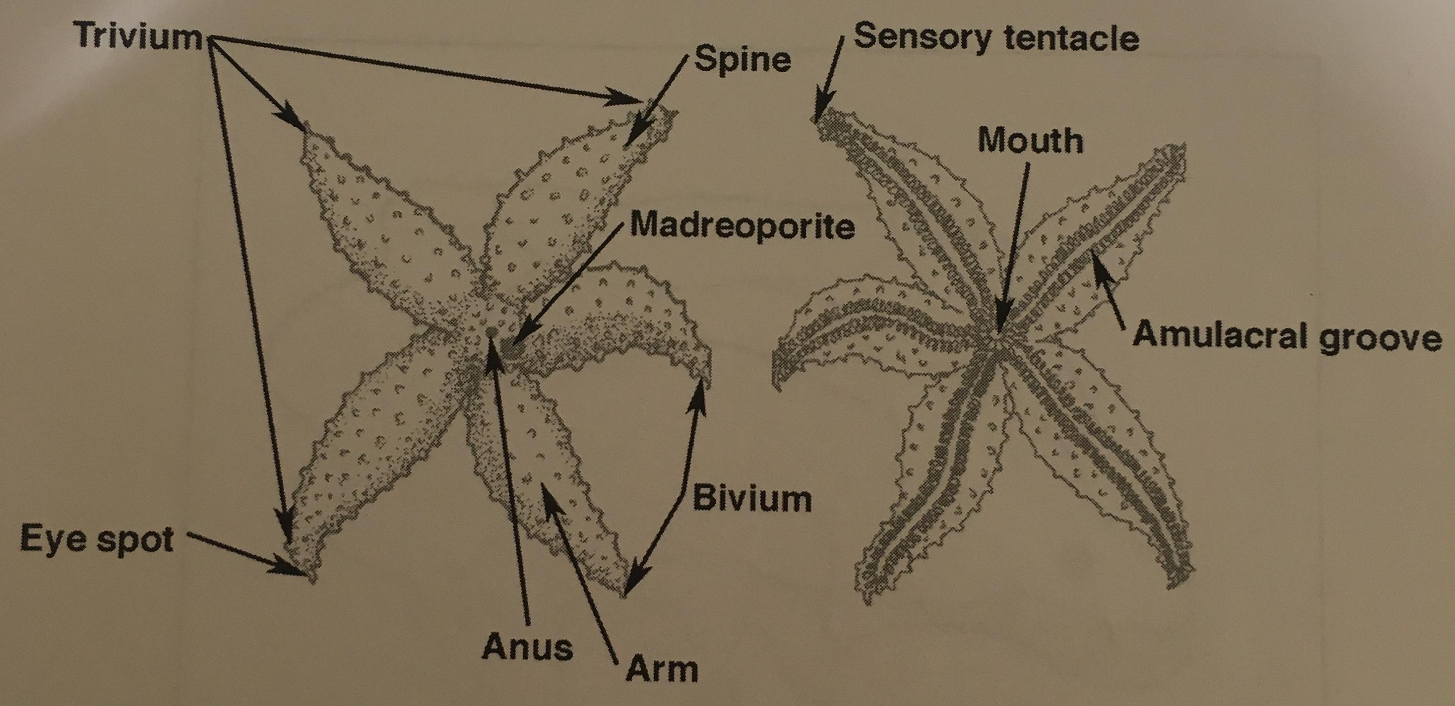 starfish diagram bivium