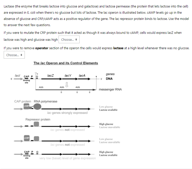 Solved Lactase (the enzyme that breaks lactose into glucose
