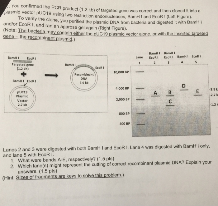 Solved You confirmed the PCR product (1.2 kb) of targeted | Chegg.com