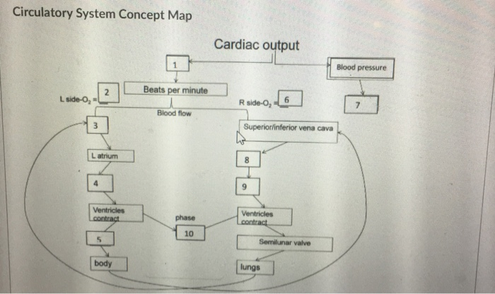 Circulatory System Concept Map Map VectorCampus Map   Image 