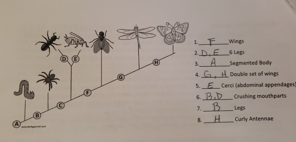 Solved 1. Analyze the Cladogram Examine the sample | Chegg.com